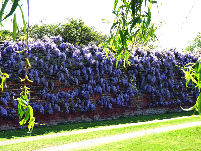 Живая изгородь глициния