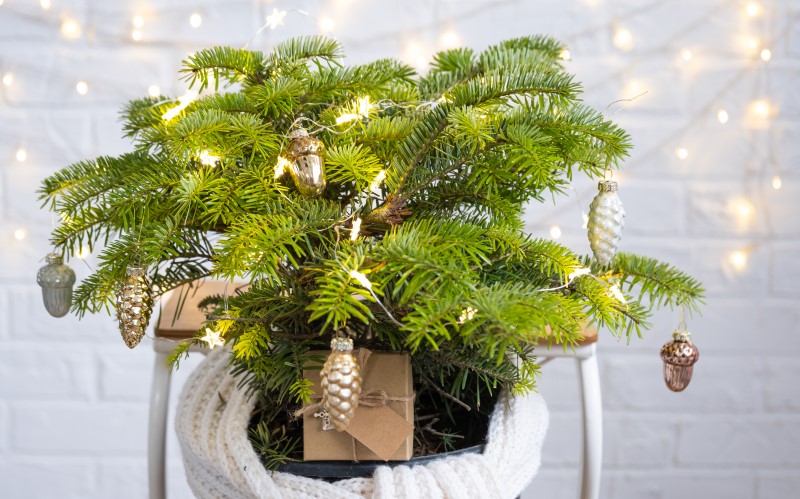 Еще одним хорошим экологичным вариантом является ёлка в кадке