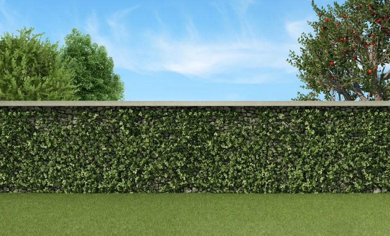 Живые изгороди бывают нескольких видов
