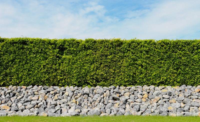 Живые изгороди можно создать из разных видов растений