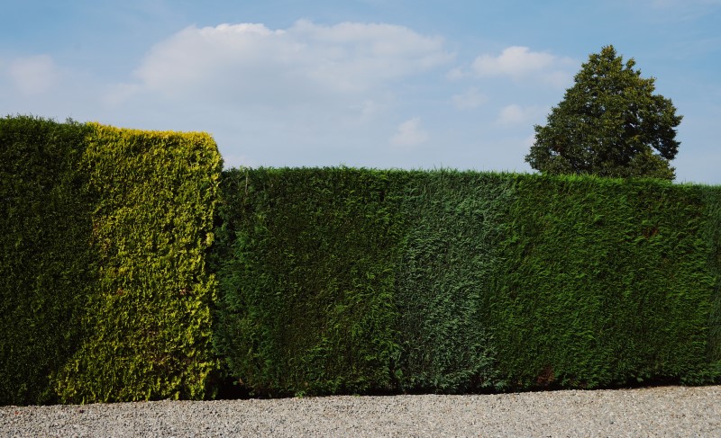Перед посадкой живой изгороди нужно пройти несколько этапов