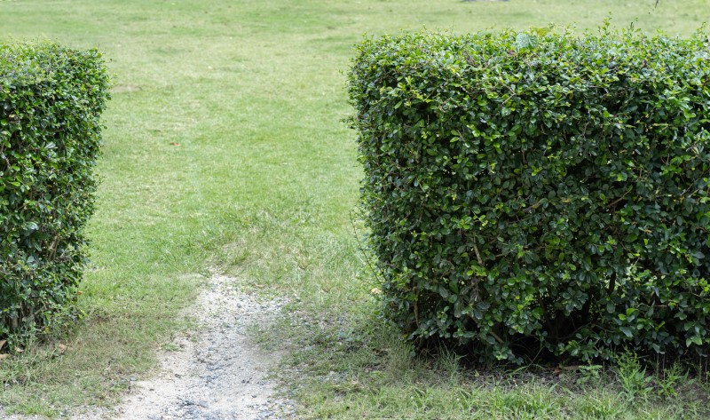 После подготовки почвы можно приступать к посадке растений для живой изгороди