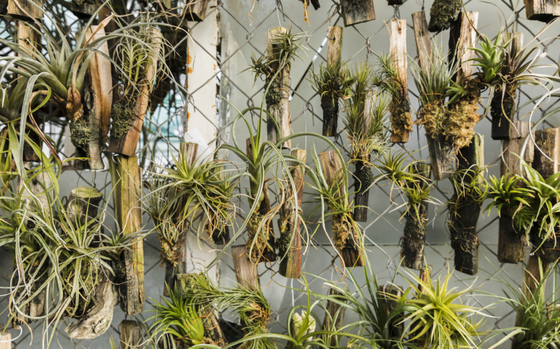 Забор из сетки можно украсить различными растениями