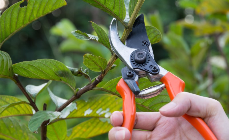 Главное в секаторе – острое лезвие