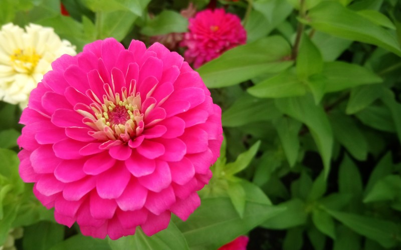 Для цветников используют плодородные рыхлые почвы с хорошим дренажом