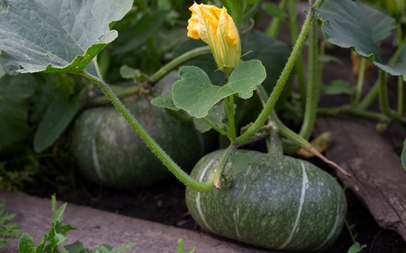 Тыквы хорошо начинают развитие в первых числах июня