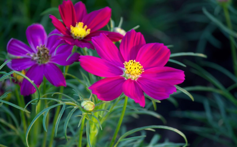 Космея без проблем выдерживает жару, предпочитает солнечные участки 