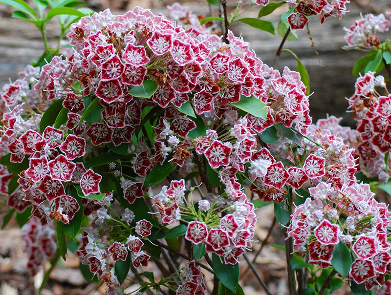 Живая изгородь из кальмии