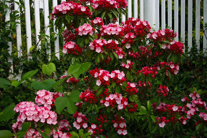 Живая изгородь кальмия