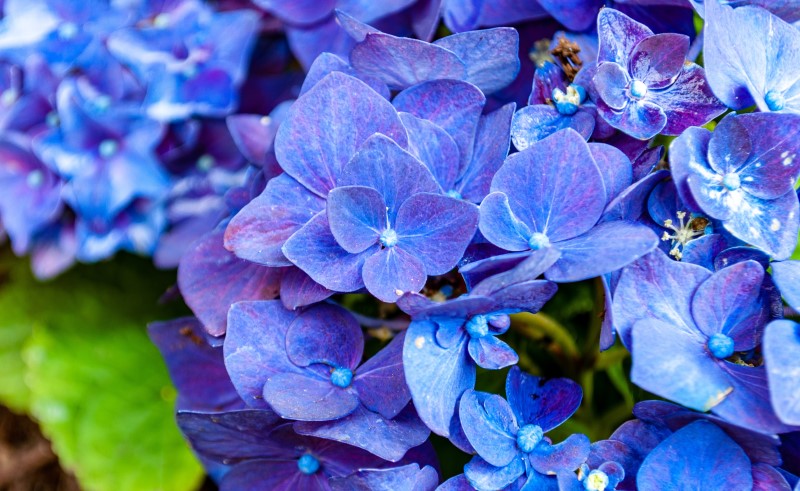 После того, как вы выбрали место и форму цветника, можно приступать к выбору растений для него