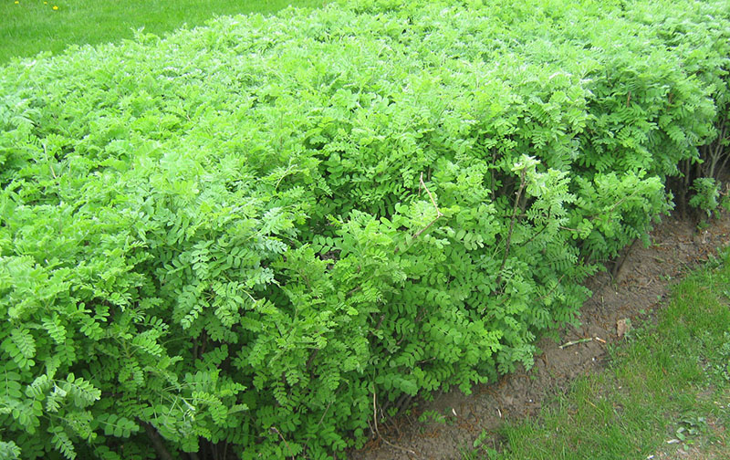 Живая изгородь из карганы