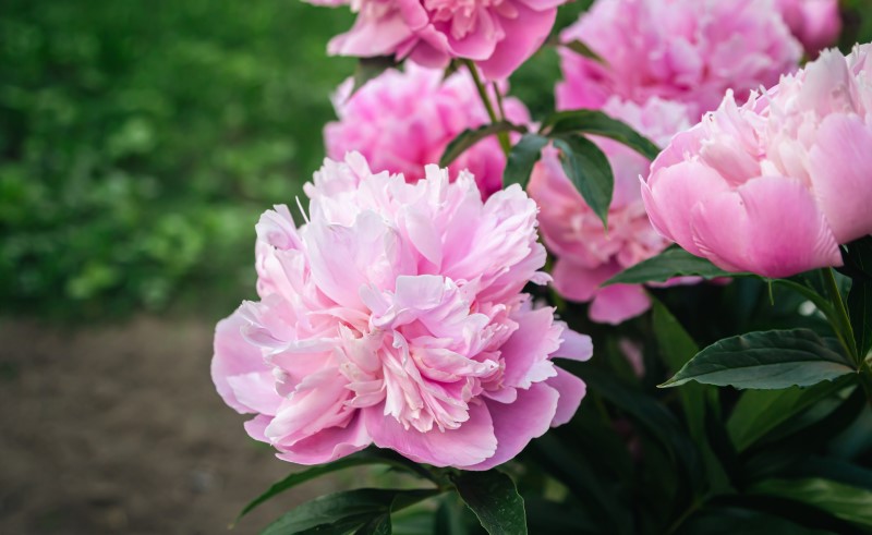 Пионы отлично подходят для выращивания на участке
