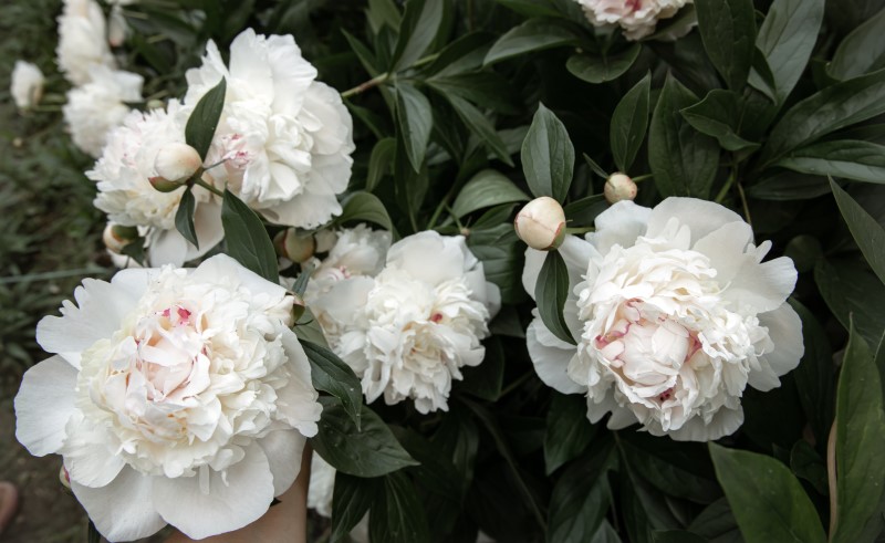 Самый распространенный вид пионов - травянистый