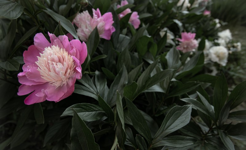 Высаживать в грунт пионы рекомендуют в августе-сентябре