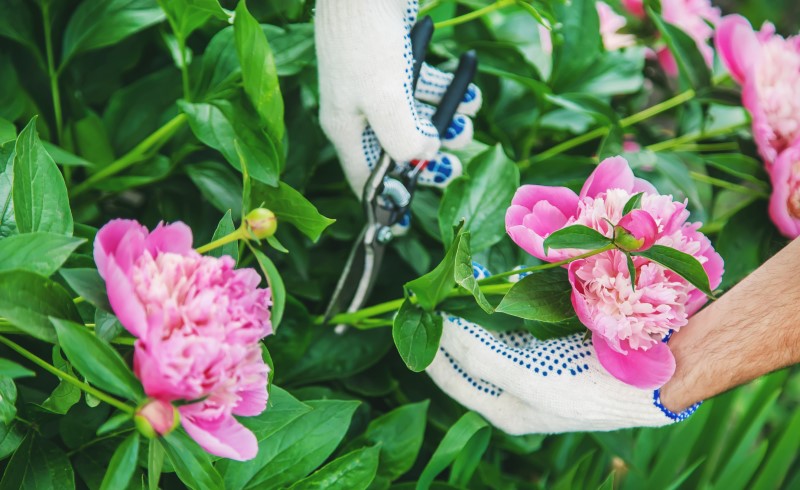 Подрезать пионы лучше в осеннее время до наступления зимы