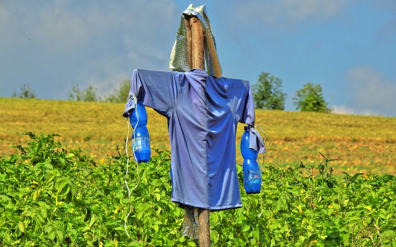 Пугало - самый простой и, пожалуй, известный всем способ охраны огорода