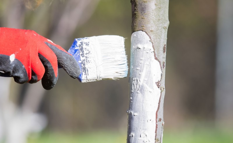 Следует обрабатывать деревья, ориентируясь на погоду и температуру воздуха