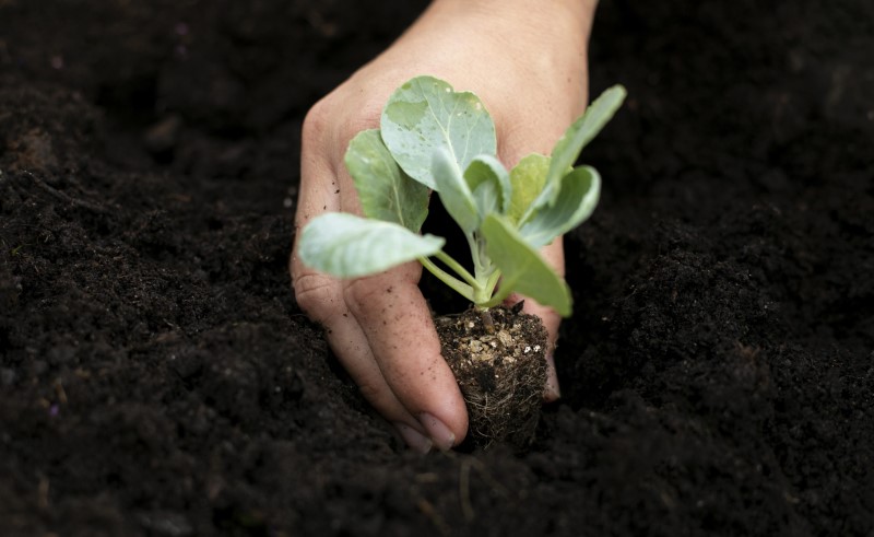 Капусту сажают в середине или конце марта