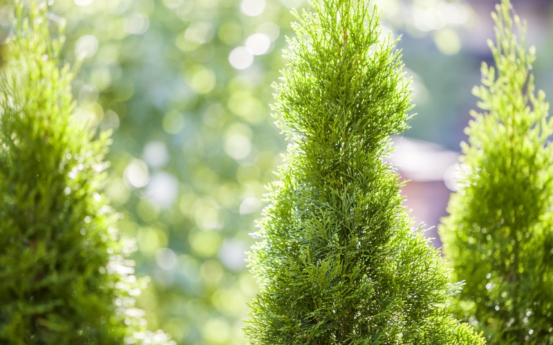 Туя – один из универсальных представителей вечнозелёных хвойных растений