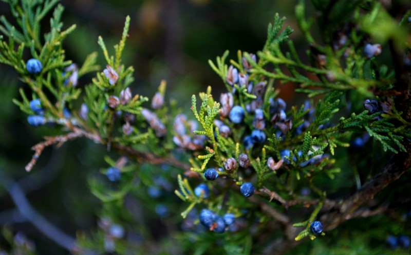 Можжевельник впечатляет разнообразием видов: от почвопокровных густых чешуек до высоких