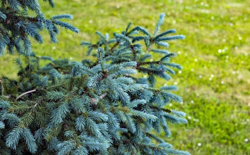 Голубая ель привлекает внимание своей необычной окраской