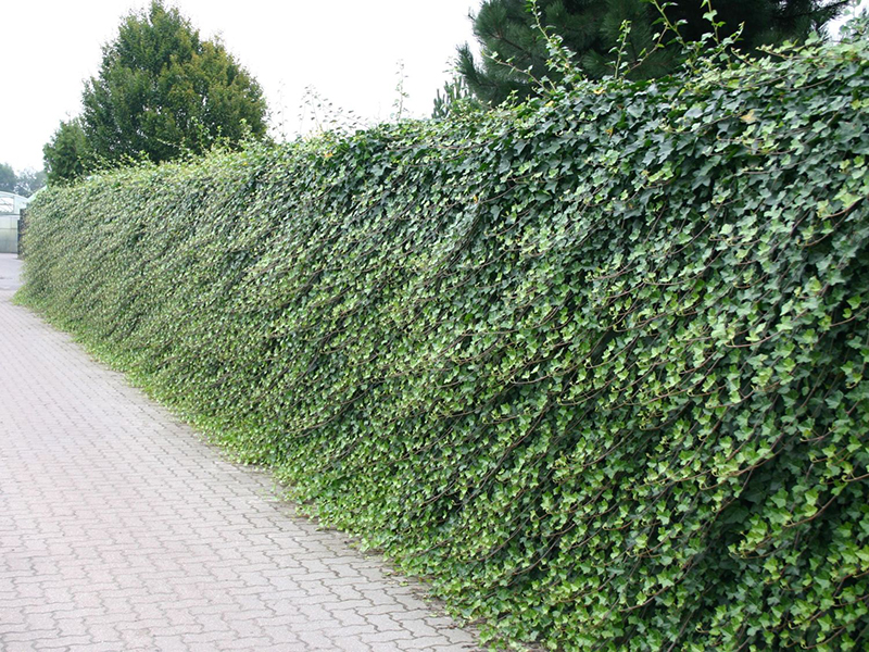 Живая изгородь садовый плющ