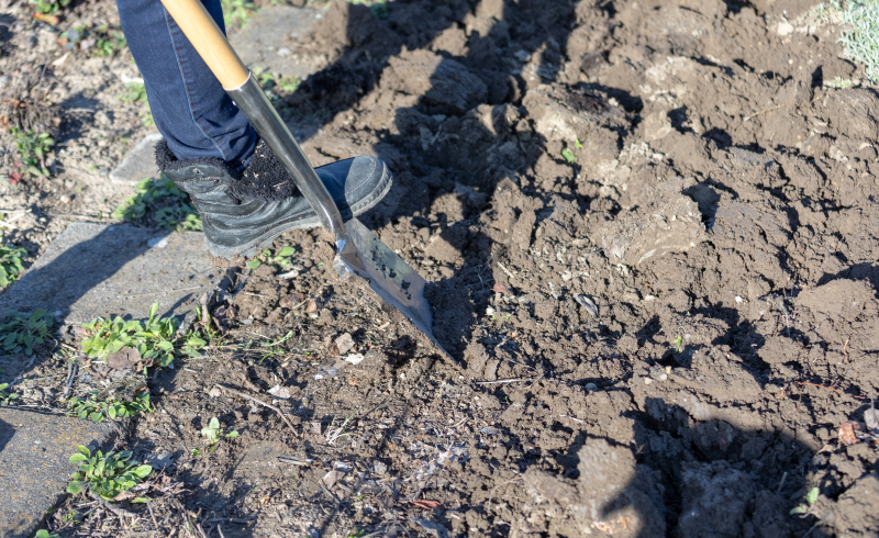 Весной следует перекапывать почву для улучшения ее структуры