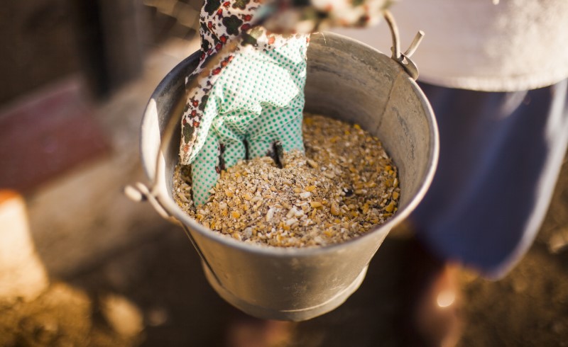 Определить нехватку минеральных веществ помогут тесты и сами растения