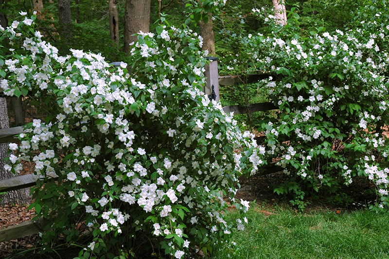 Живая изгородь из чубушника
