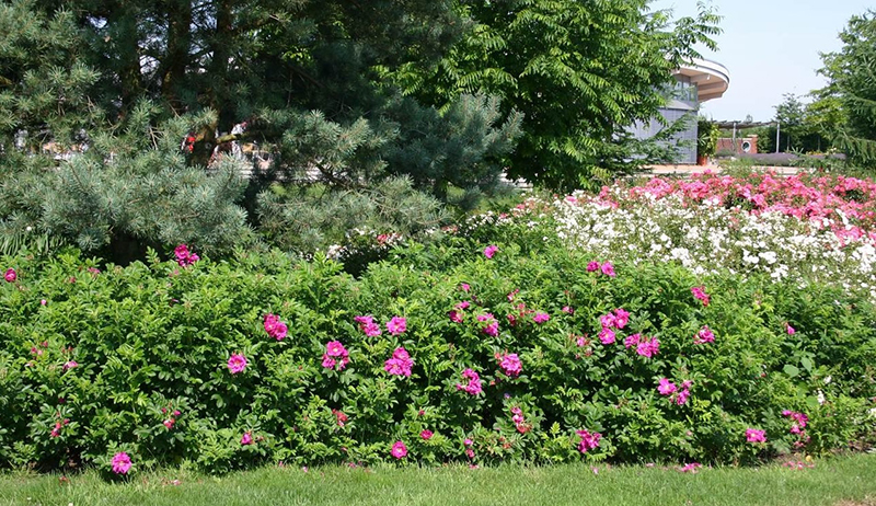 Живая изгородь шиповник