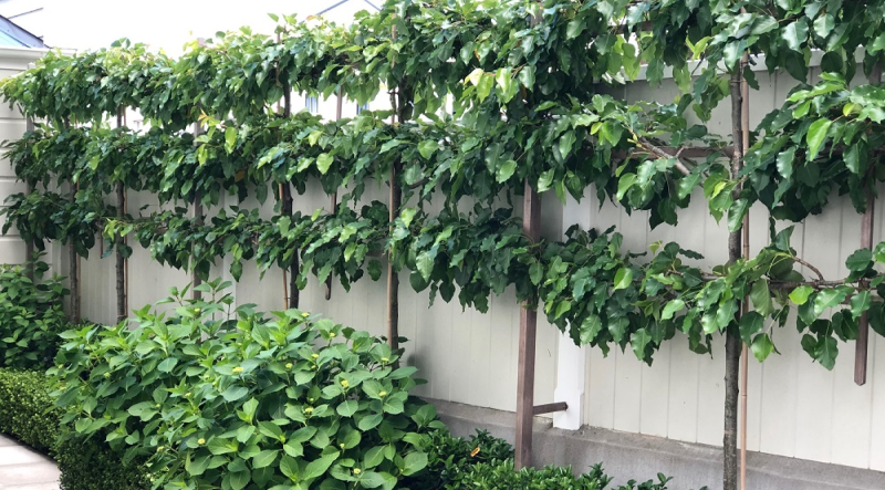 Шпалера для растений