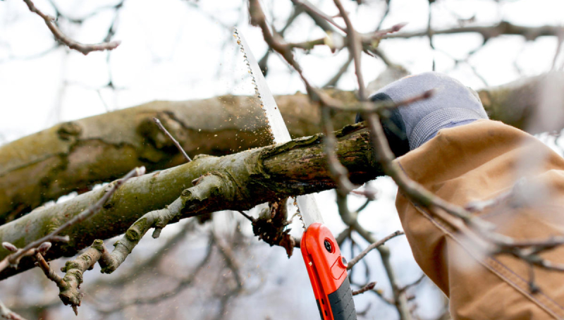 Больные деревья