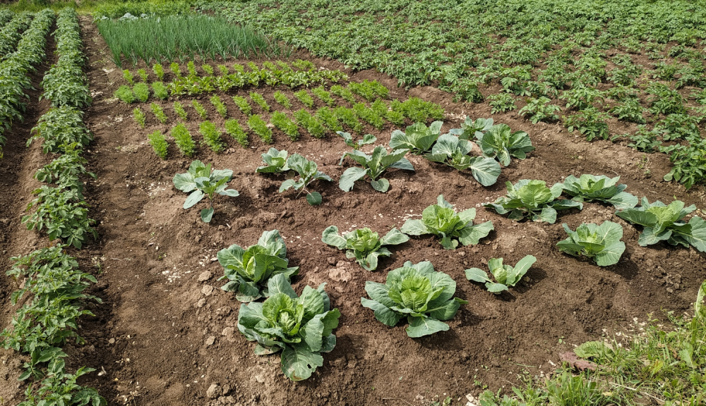 Посевной журнал