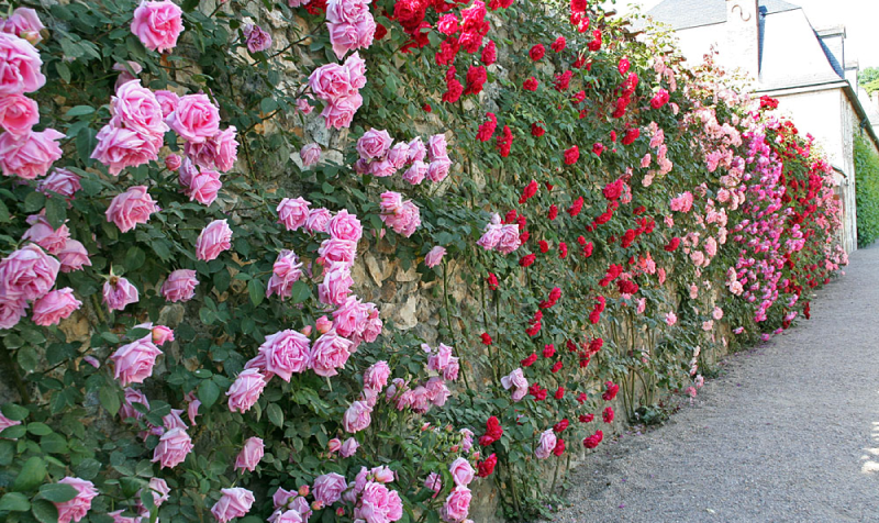 Изгородь из роз