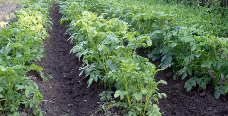 Растения картофеля