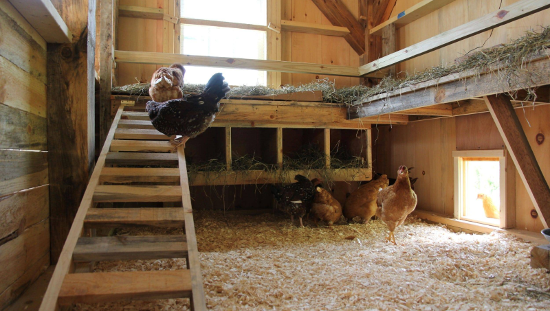 Сарай в качестве курятника