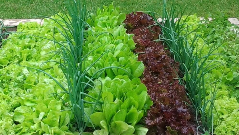 Выращивание огорода