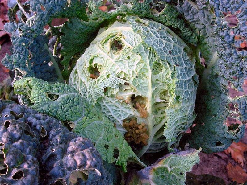 признаки заражения