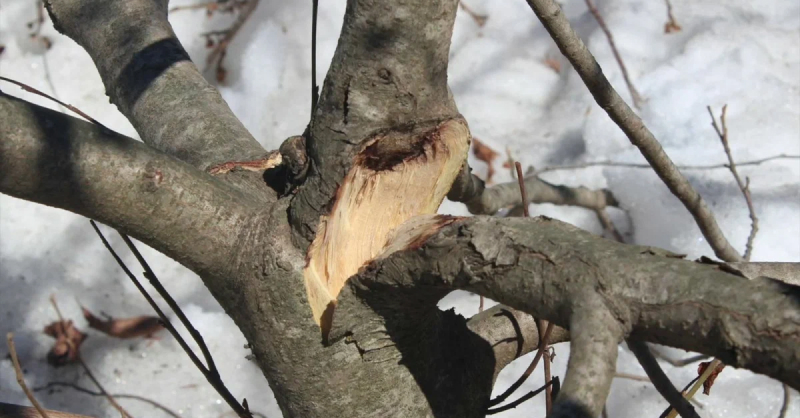 Сломаннные ветви