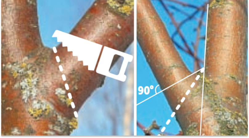 Угол обрезки деревьев