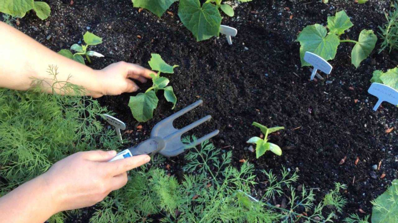 Уход за грядками