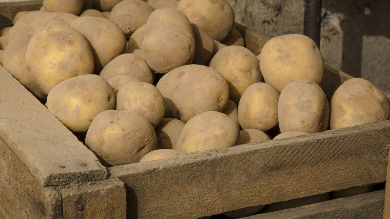 Хранение картофеля