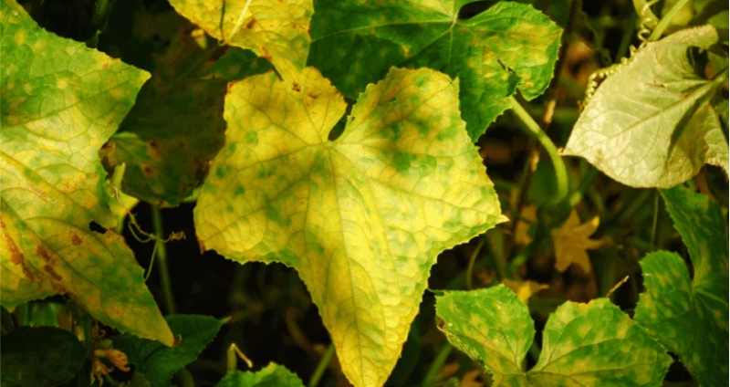 Пожелтение листьев в результате чрезмерного полива