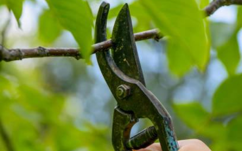 Обрезка деревьев