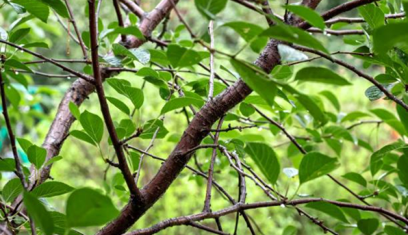 Волчки на деревьях