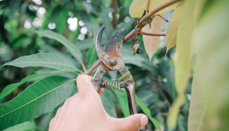 Обрезка деревьев в зависимости от сорта