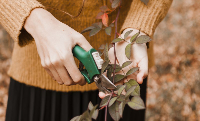 Удаление засохших плодов