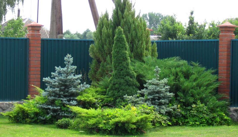 Кустарники