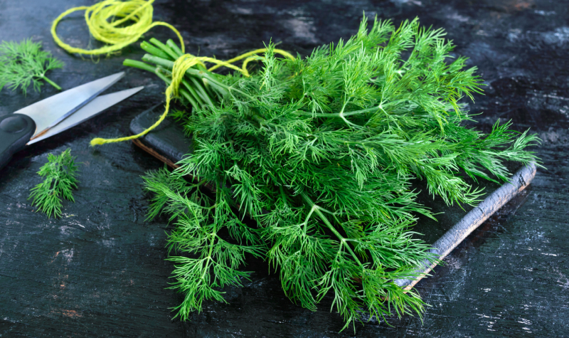 Черенкование укропа