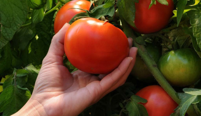 Урожай помидоров